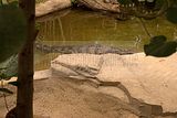 leipzig zoo-01_07_2011_gondwanaland_158